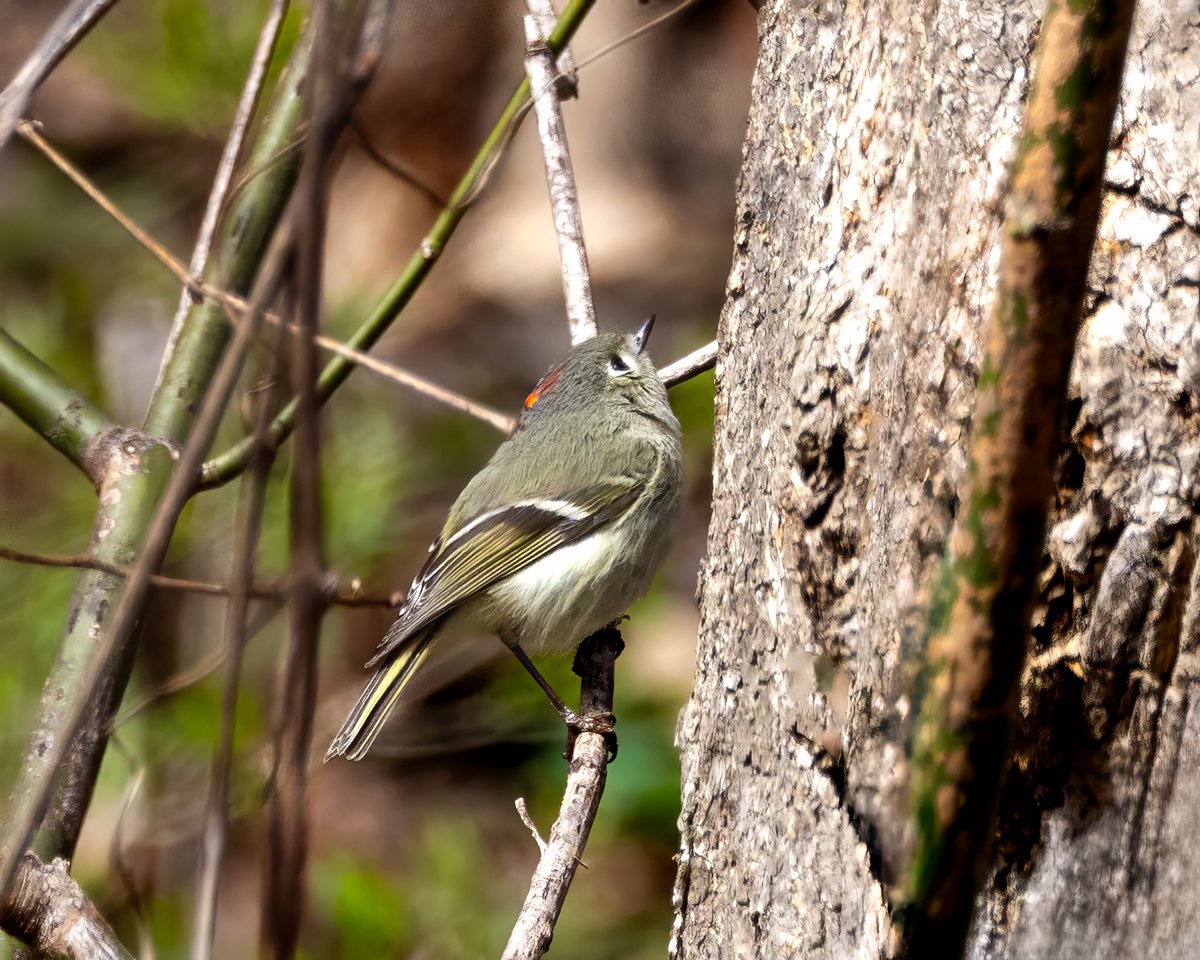 Candice Burke tweet media