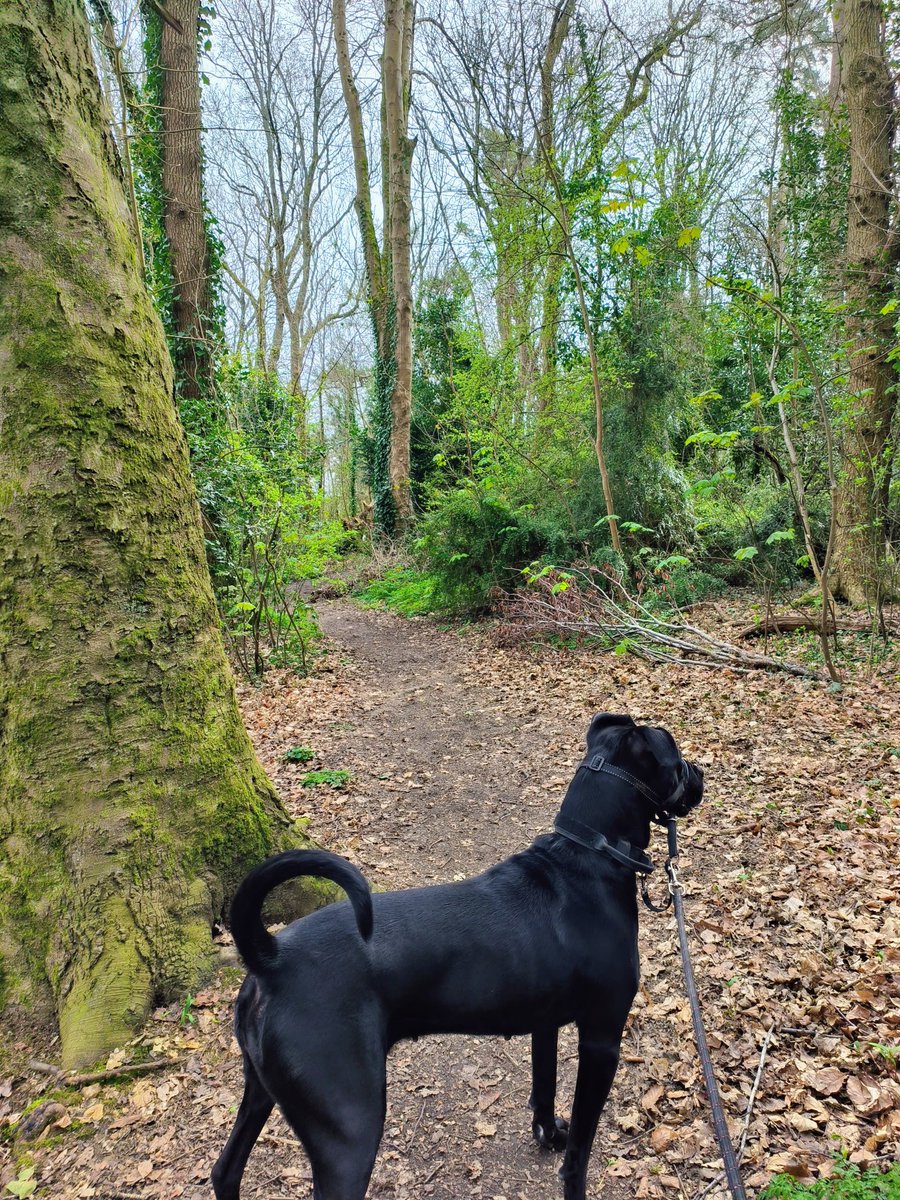 LadyGrace27's tweet image. Nothing like a slow walk through the trees with my dog by my side...🐾🌿

#sundayvibes #walks #walkies #woods #trees #nature #NatureTherapy