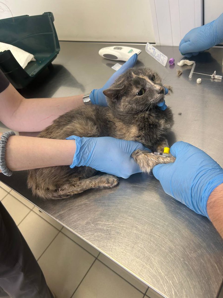 Кошачье Царство 🐈⬛🐈⬛🐈⬛🐈⬛🐈⬛ tweet media