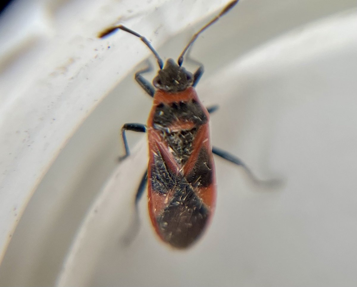 Ian Bennell tweet media