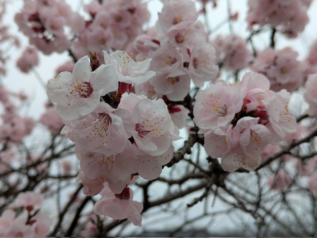 よんだぼ@3/21(土)-NT京都2026 tweet media