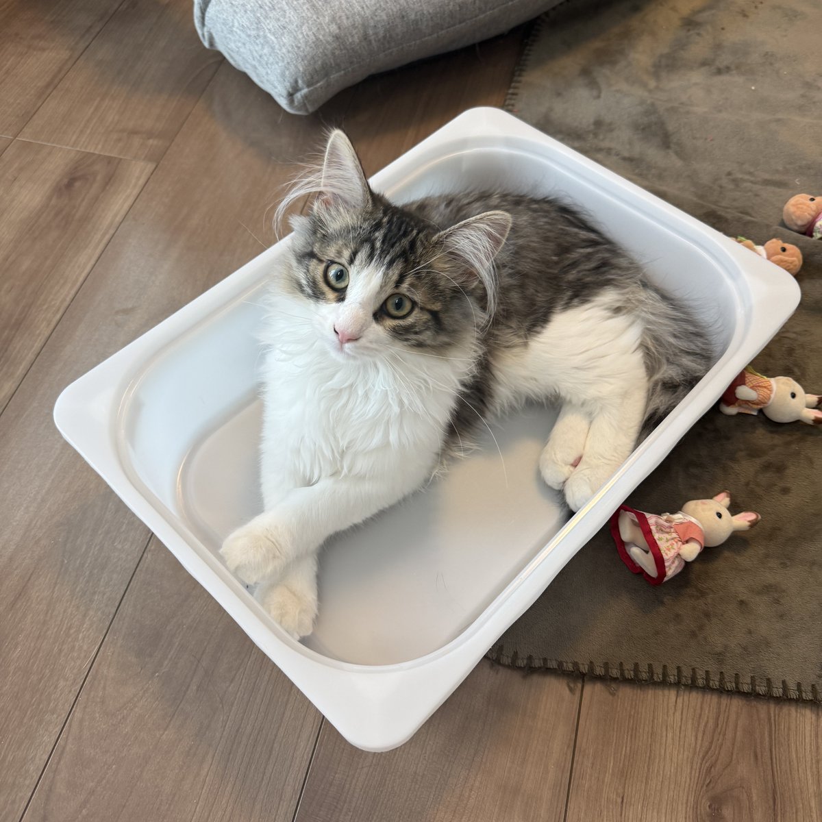 nekozo_cat's tweet photo. さっきお風呂に入ろうとして扉をあけたらレオンくんがレーシングカーのように風呂場に突撃してきて風呂桶の上に飛び乗るも勢い余ってツルリンと湯船にザブンしちゃったんです。おいどんは裸だったので「あーこれは焦って暴れまくるレオンくんをお助けする時に全身を切り裂かれるんだなぁ」と走馬灯を↓ https://t.co/9aRdUgr9y9