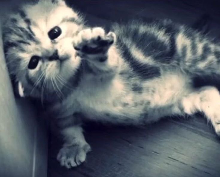 nah( ၴႅၴ | ARIRANG⁷ tweet media