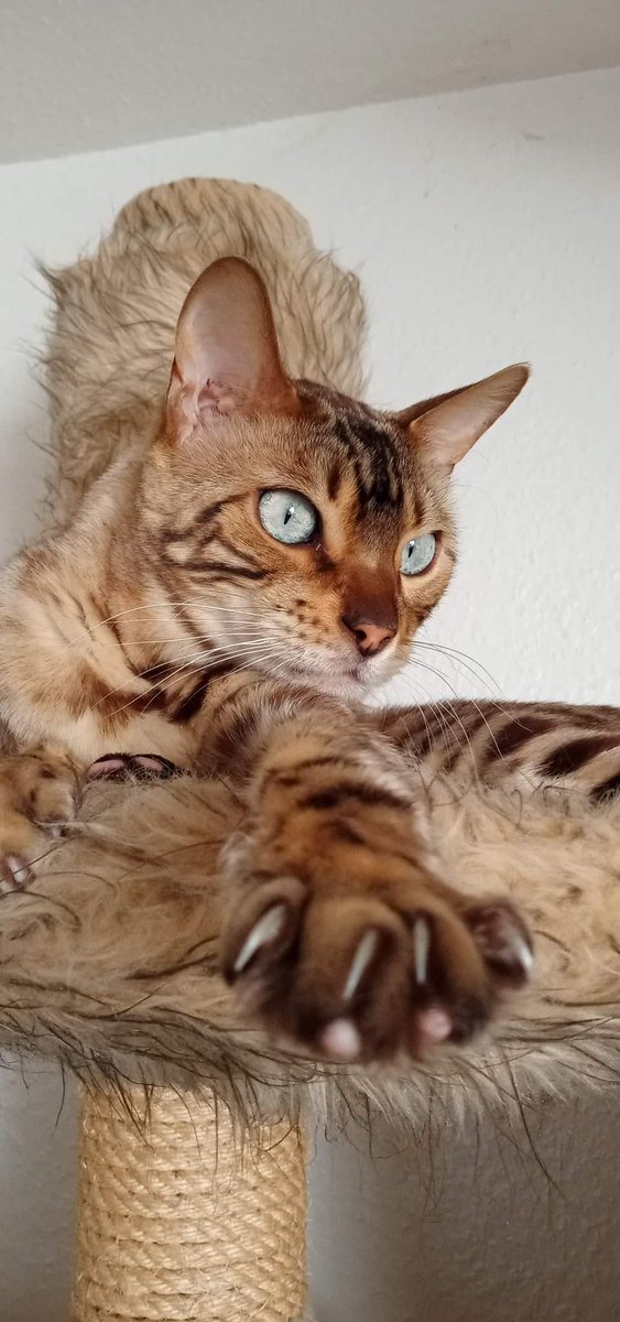 Sedhrick tweet media