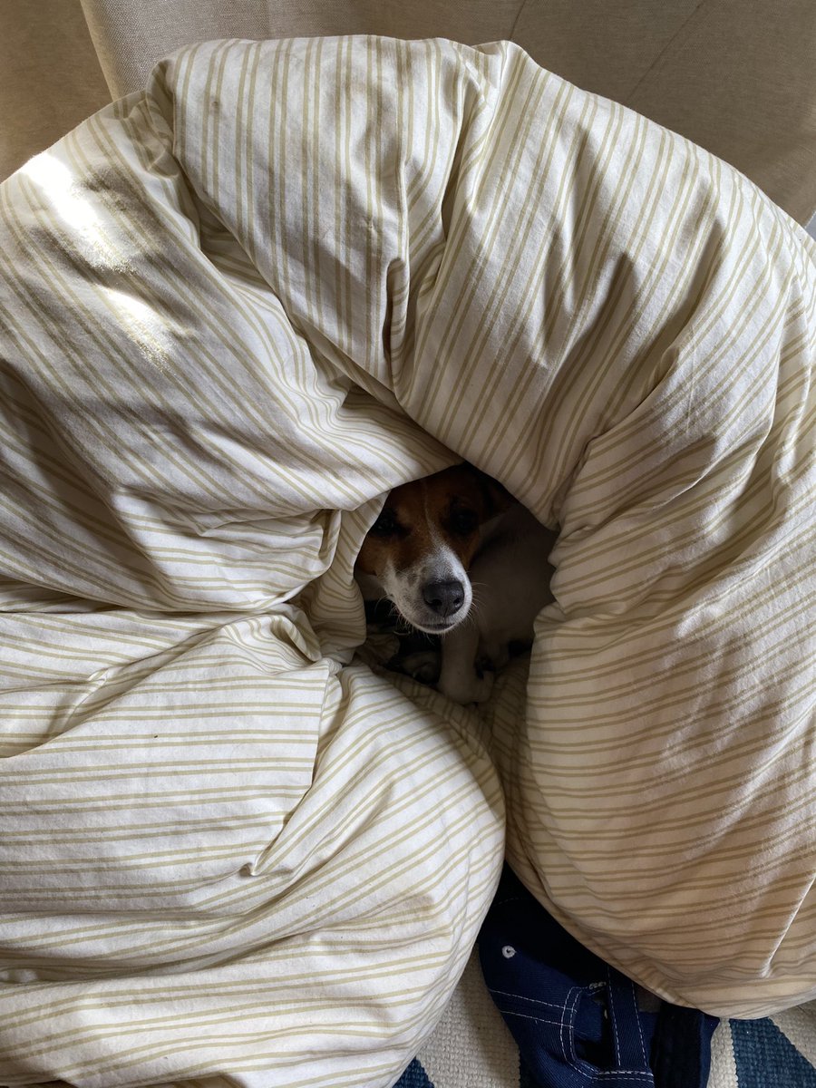 LilFroctel's tweet photo. My dog just died… and this is the last photo I will have of her… y’all pls take care of your mascots they are so important https://t.co/AXqtKON1fg