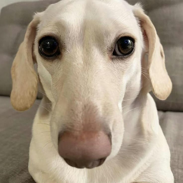 NobleBarrel tweet media