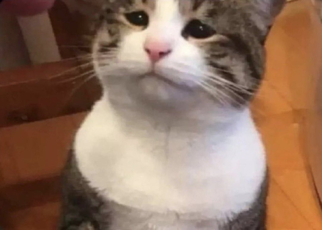 El Guarromántico tweet media