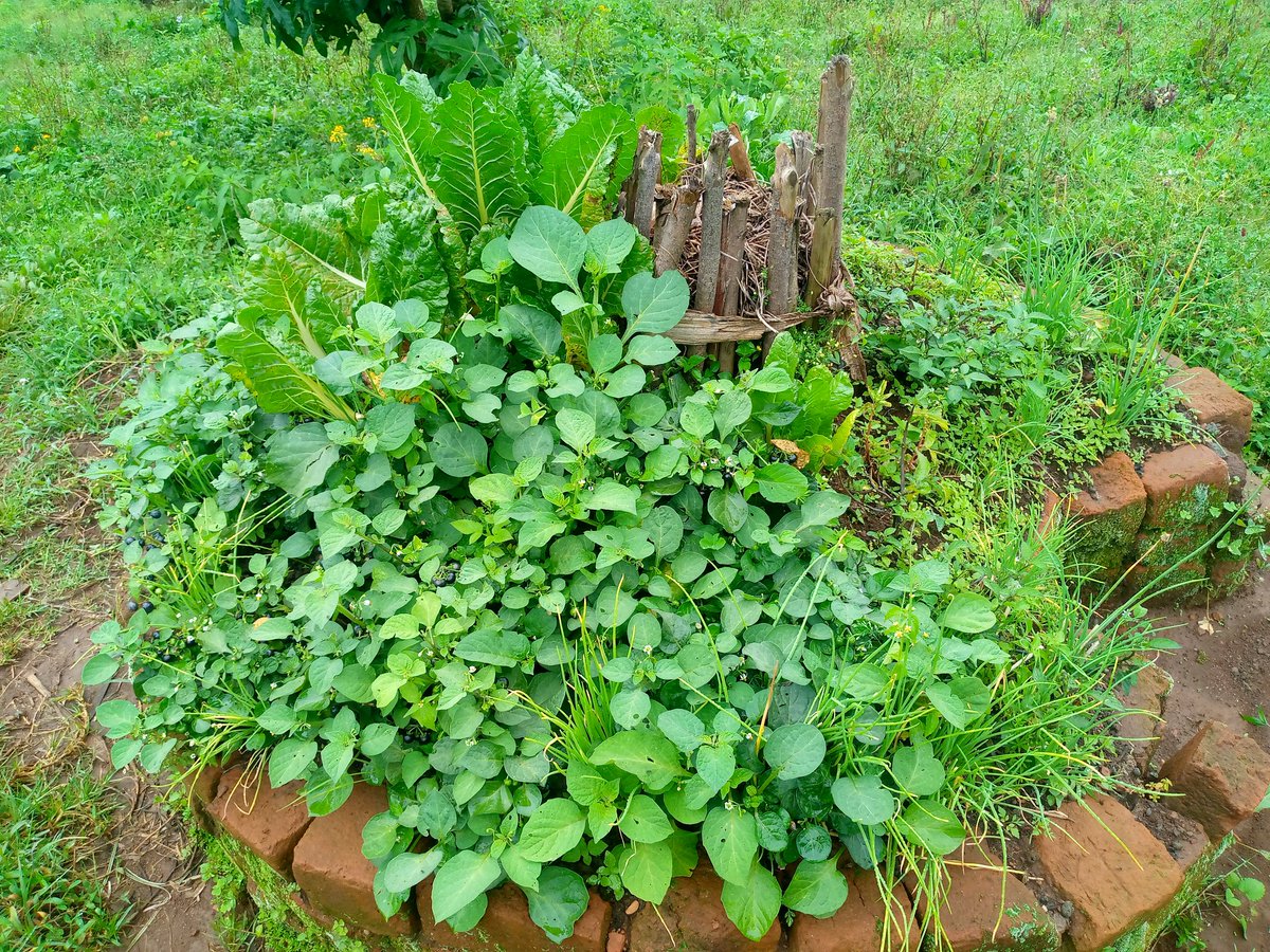 Right Cohen tweet media