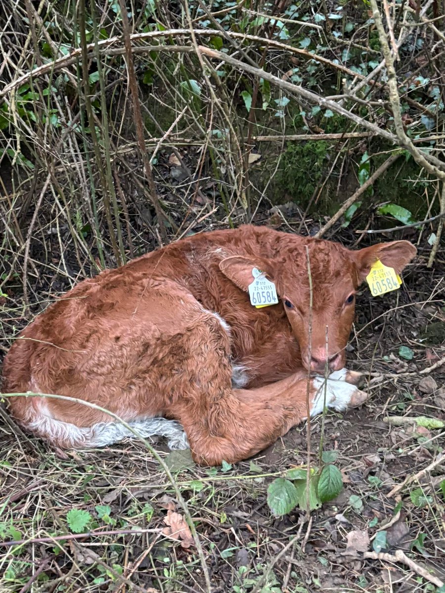 MtBriscoeOrganicFarm tweet media