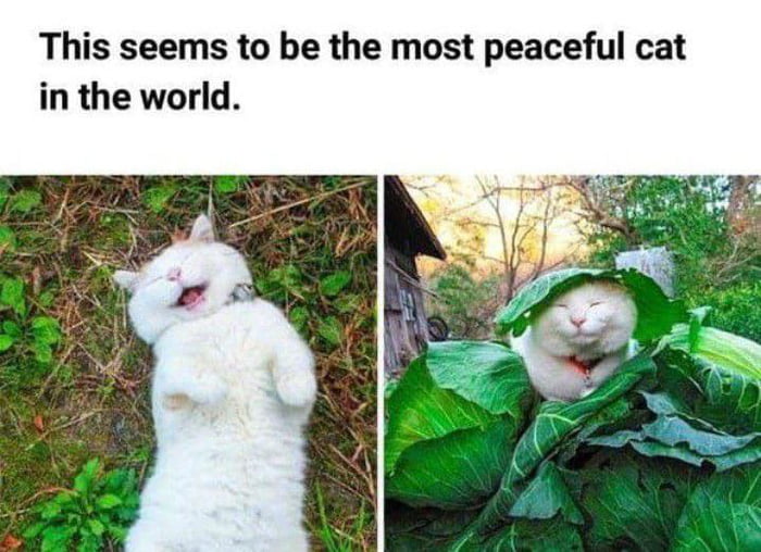 SpaceCatMemes👾 tweet media