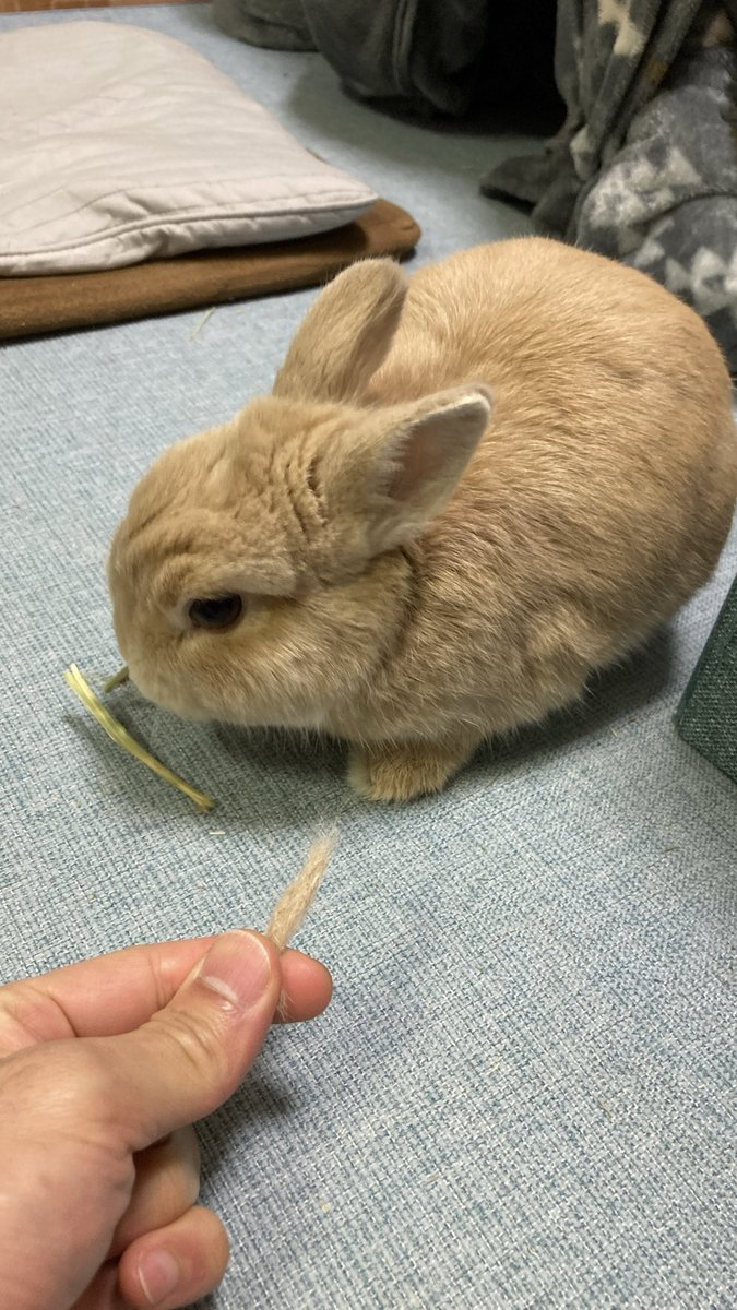 ぺこまる@モナカ tweet media