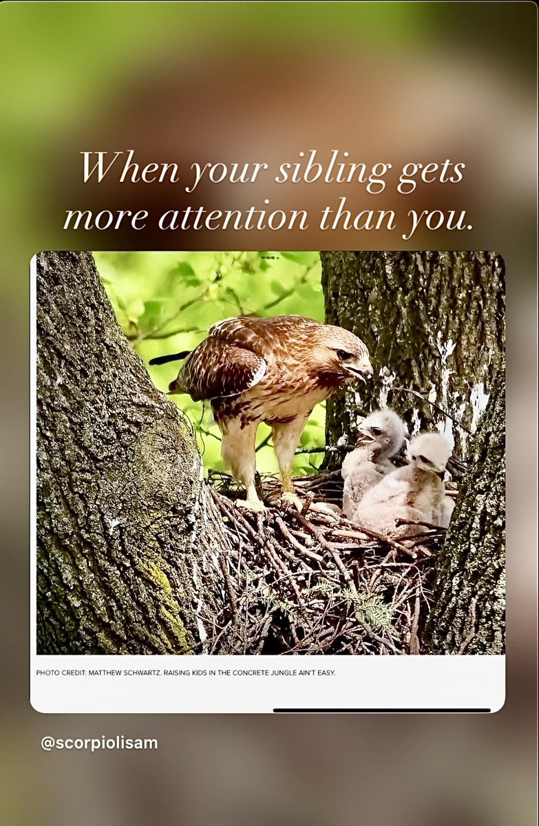 Lisa Miranda tweet media