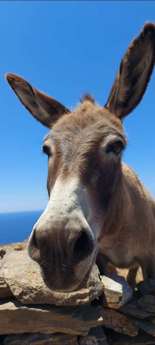 Γαϊδούρι Ξεσαμαρωτο tweet media