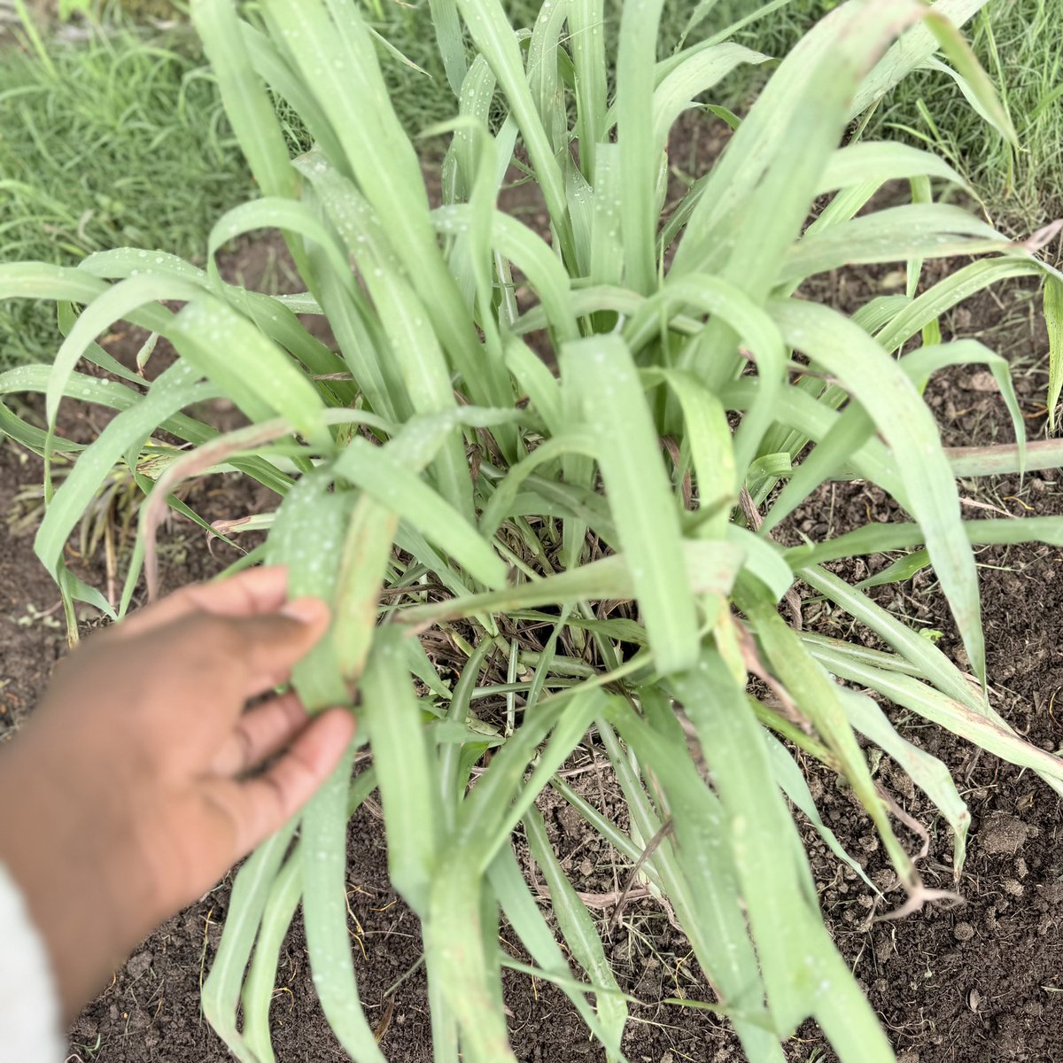 Somoina Kapeen tweet media