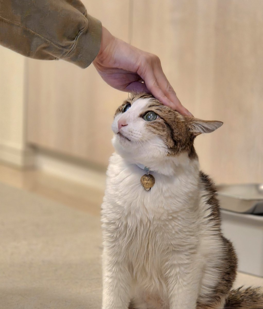 ハルコ tweet media