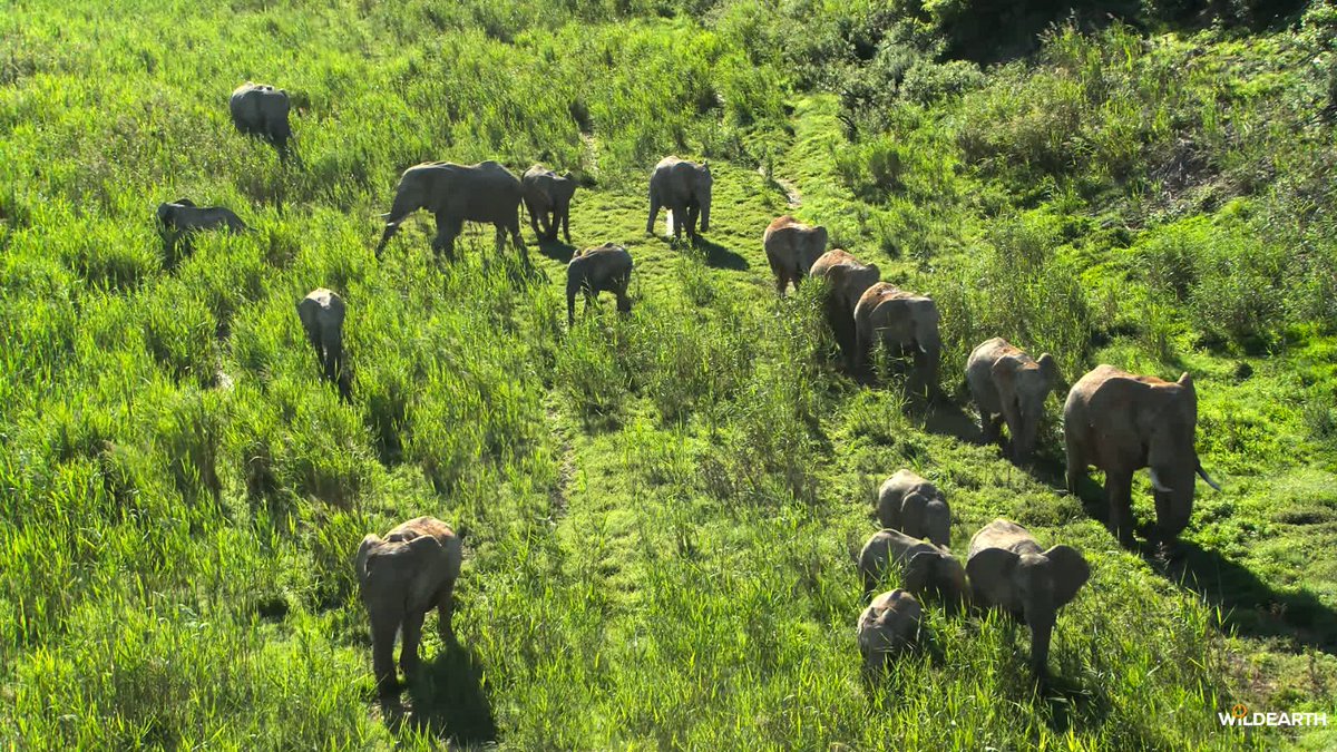 WildEarth tweet media