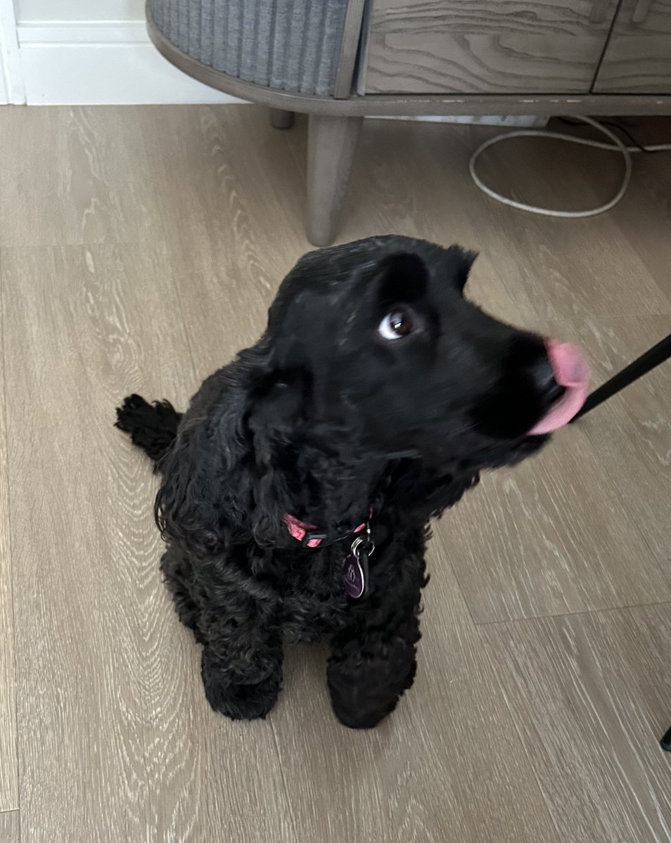 Daisy 🇮🇪 🐕‍🦺 & Alfie 🌈 🐕🥰 tweet media