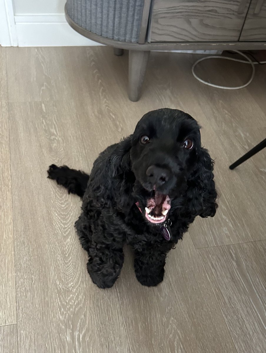 Daisy 🇮🇪 🐕‍🦺 & Alfie 🌈 🐕🥰 tweet media