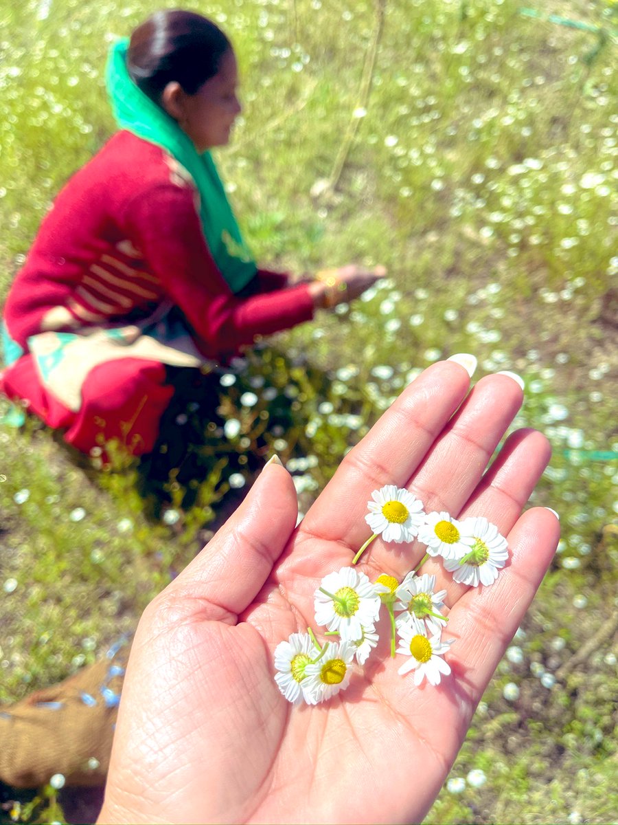 Alka Joshi Kaushik tweet media