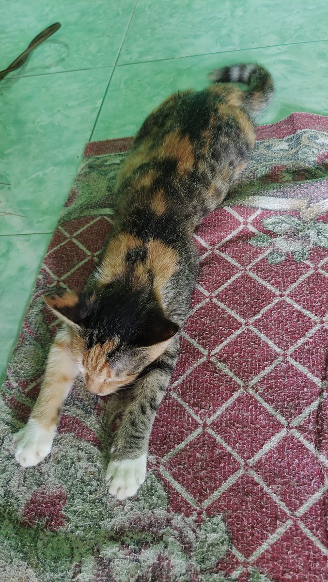 Math Agung tweet media