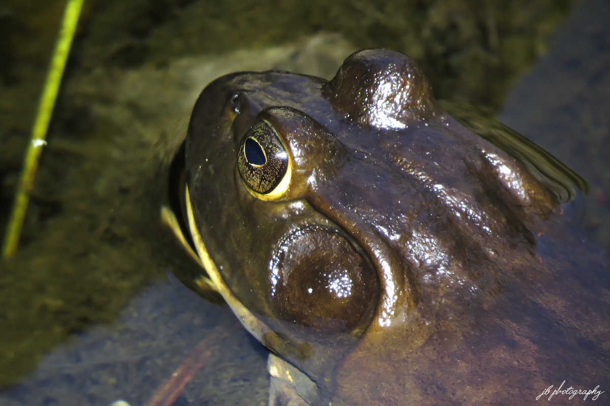 JB's Native Garden🦋 tweet media