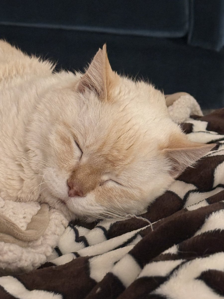 Tuffy the Cat tweet media