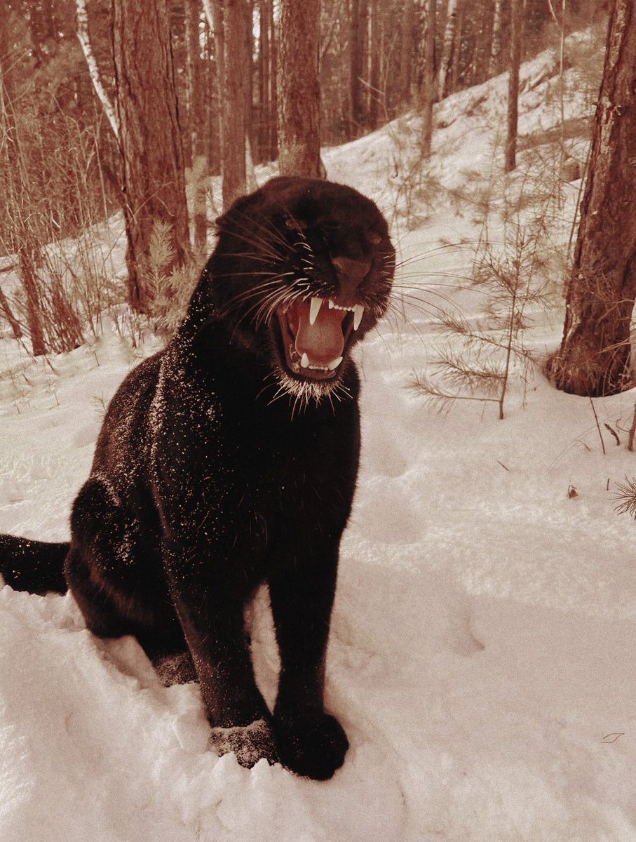 ᅟᅟ𝕿halia ᛪ༙ tweet media