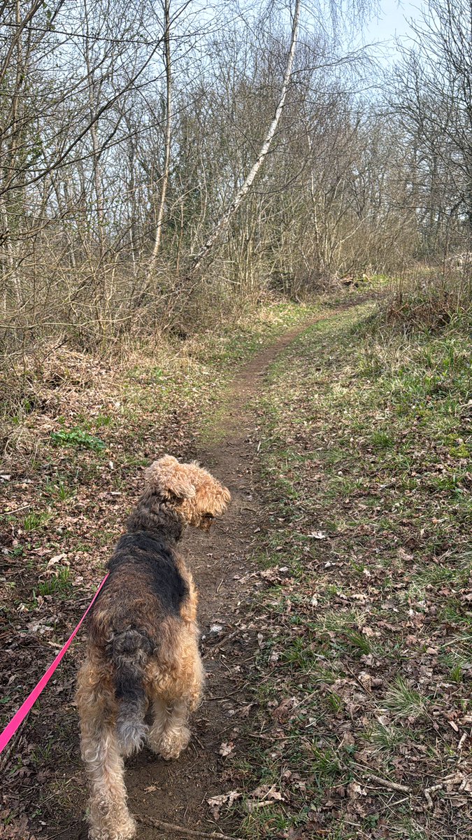 Ralf Bat 🦇 Dog & Margo (Moo) tweet media