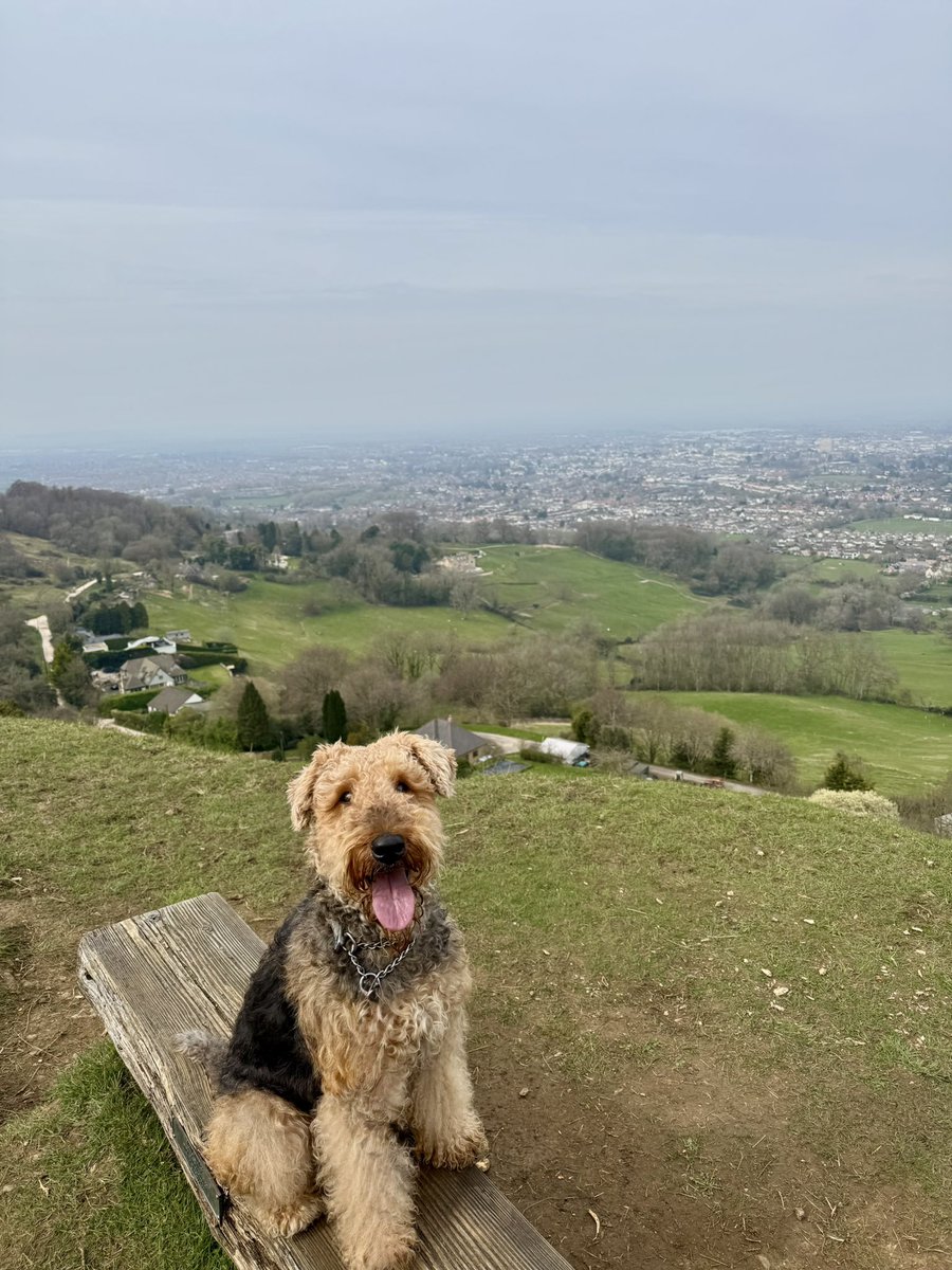 Ralf Bat 🦇 Dog & Margo (Moo) tweet media