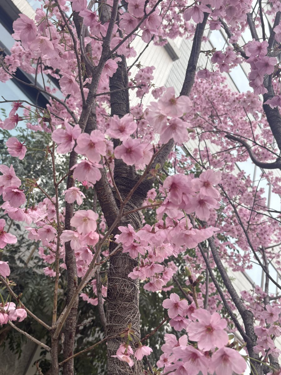 芽日子(めいこ) tweet media