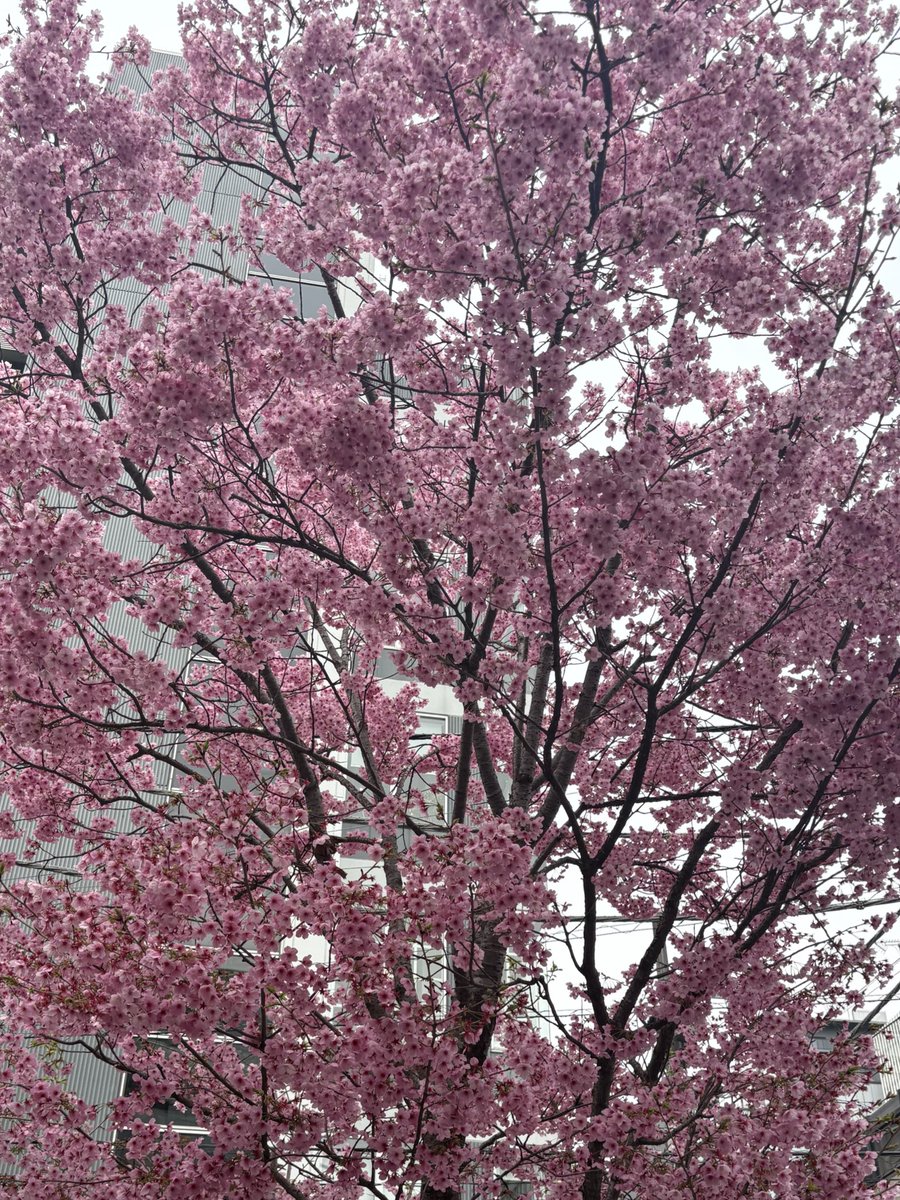 芽日子(めいこ) tweet media