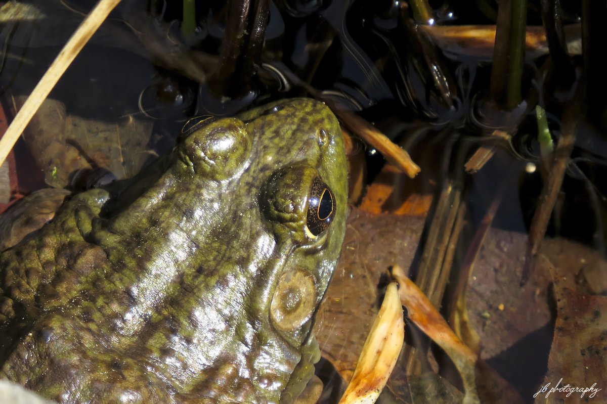 JB's Native Garden🦋 tweet media