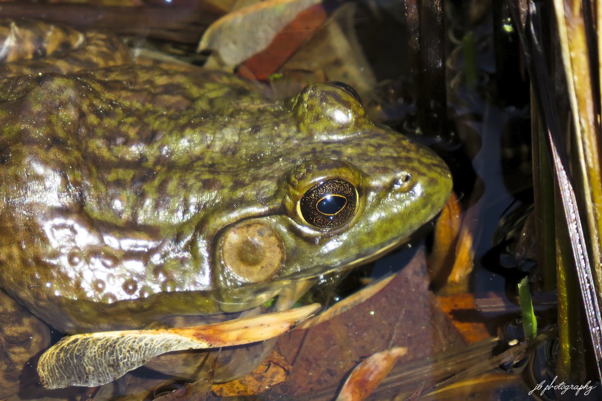 JB's Native Garden🦋 tweet media