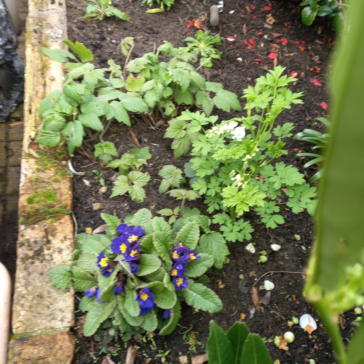 Norma Bracegirdle tweet media