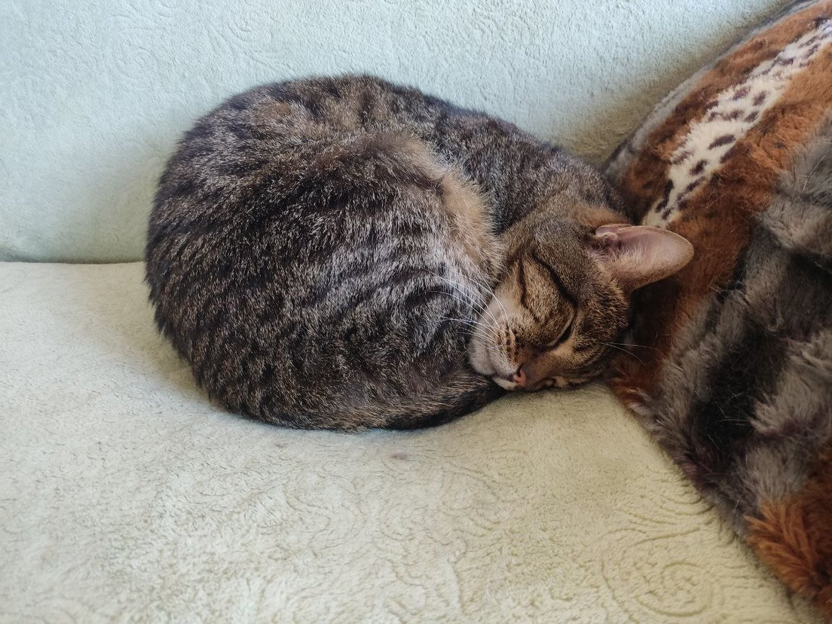 Черепаший суп 🐢 tweet media