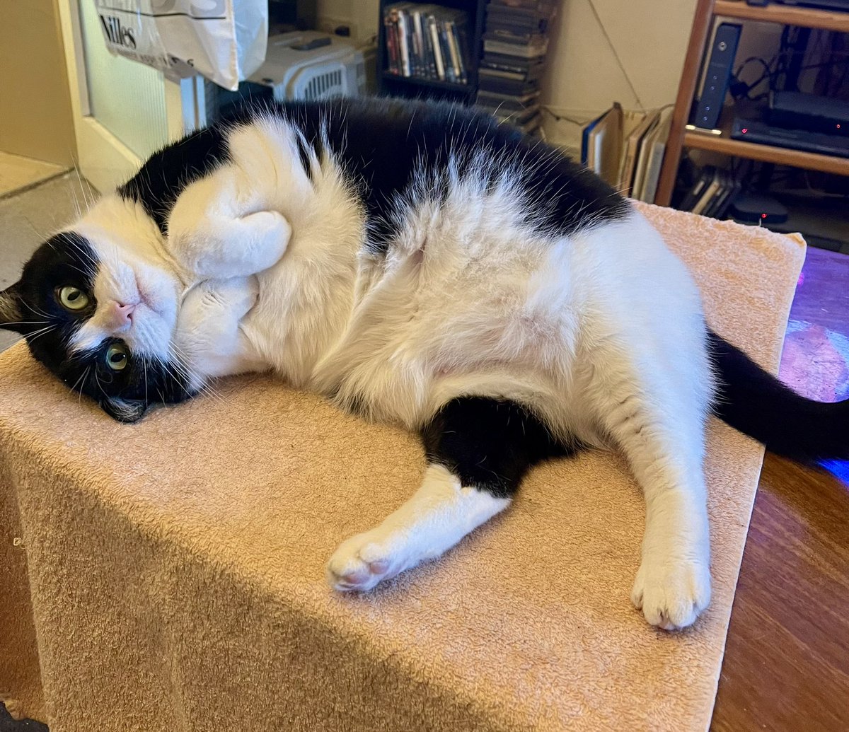 Koblenzer Dosi, Tabby gibt mir Kraft tweet media