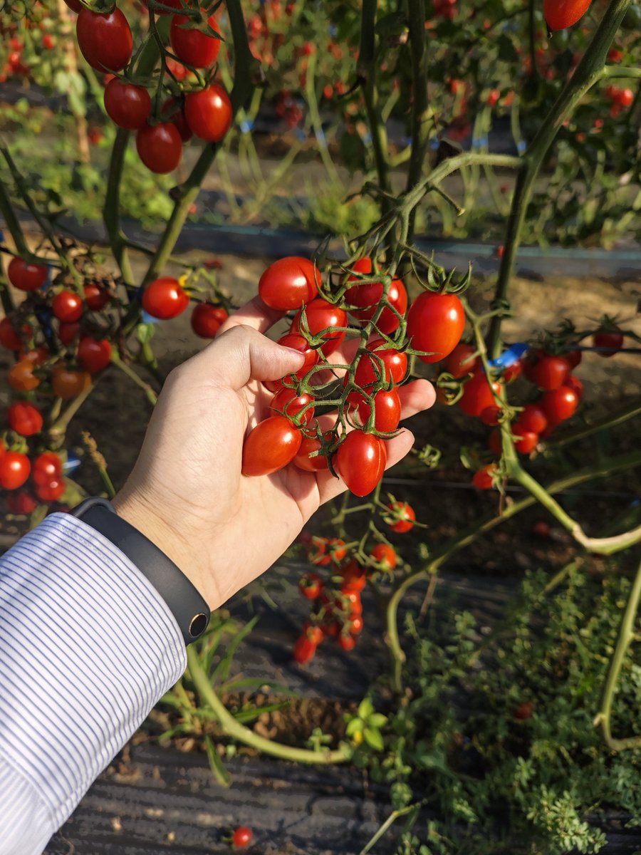 176h9654's tweet photo. tomatoes https://t.co/aiV0hxAPFp