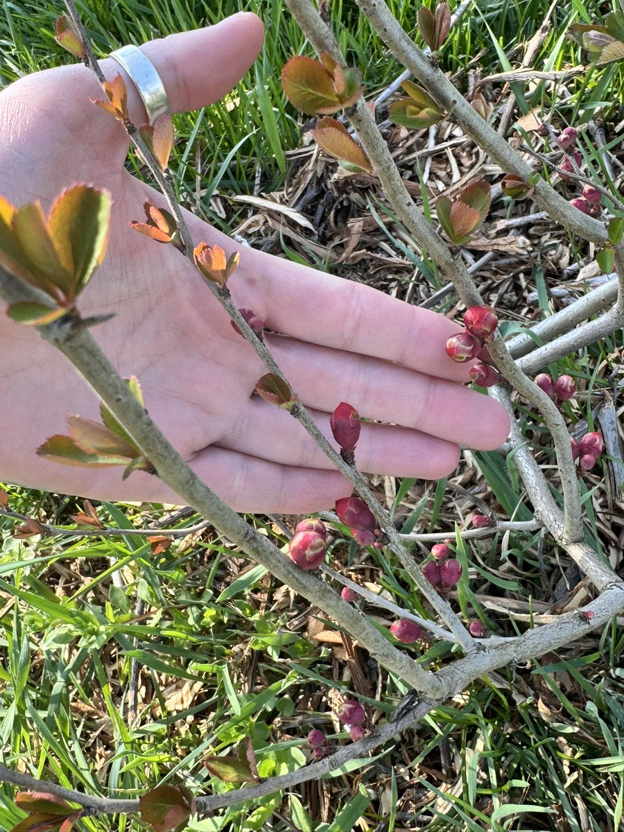 Бубамара из Кикинды tweet media