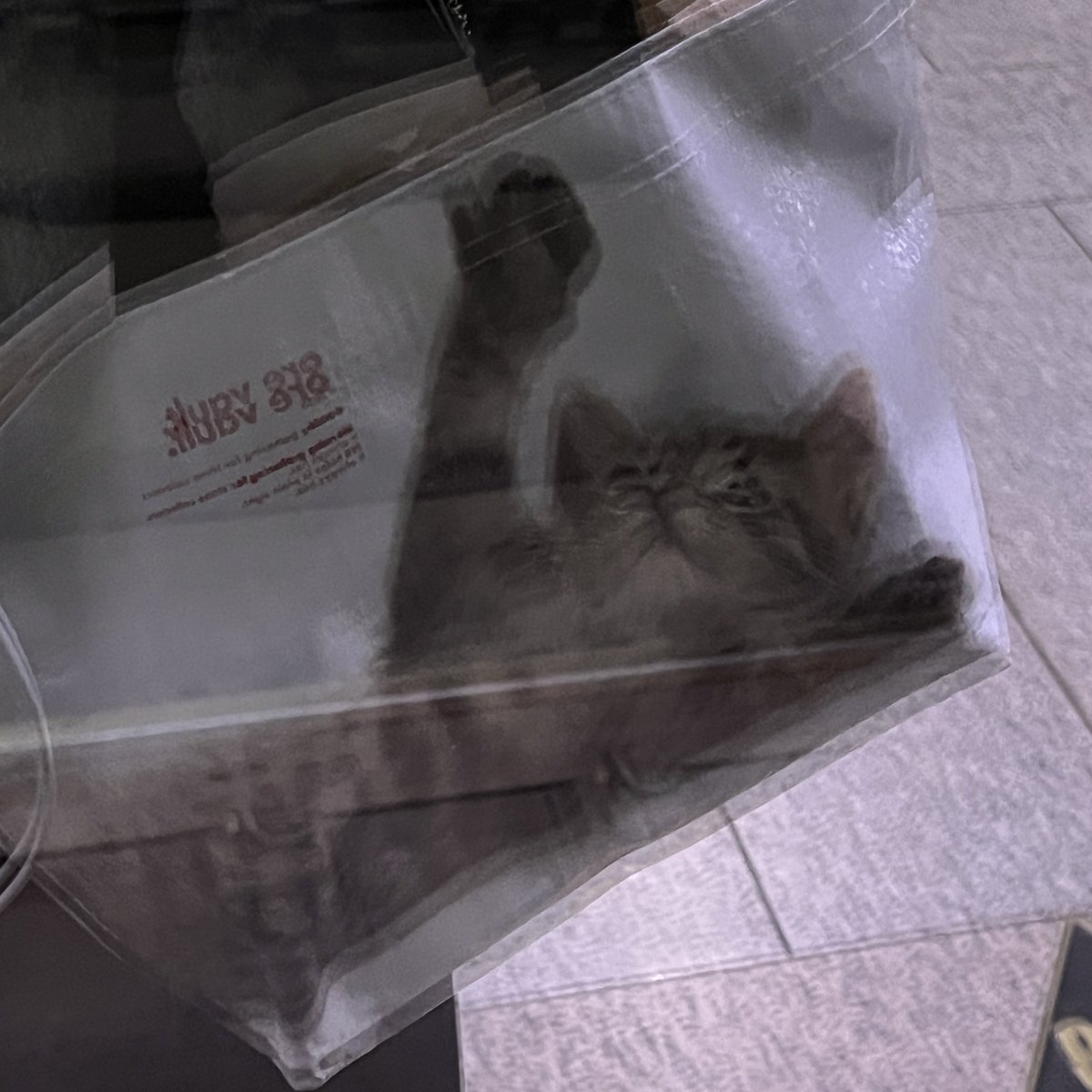 🐈‍⬛ tweet media