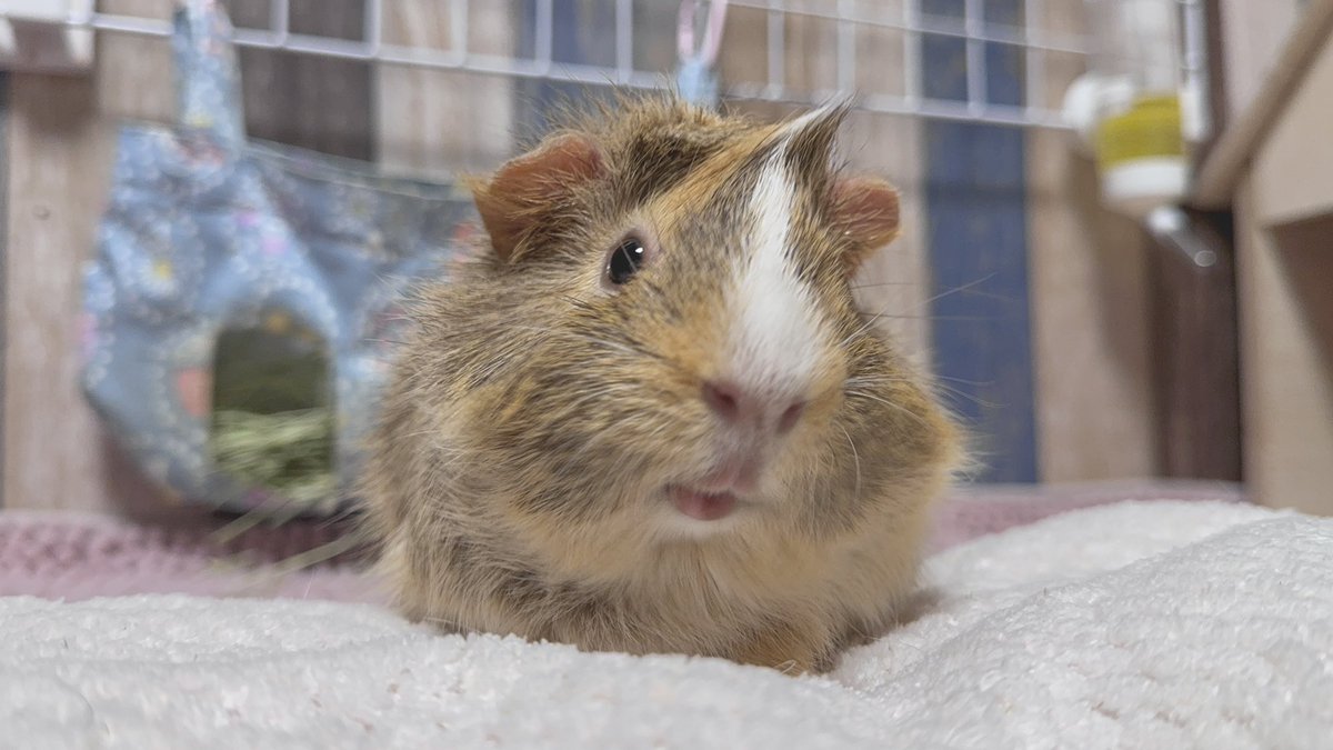 ぽしもの tweet media