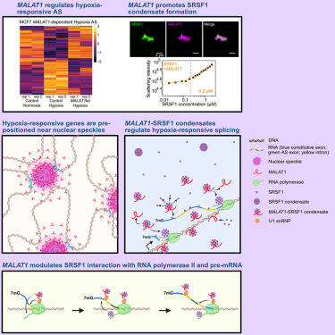 Molecular Cell tweet media