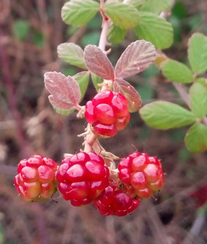 Mehmet Muhtar Salmanoğlu tweet media