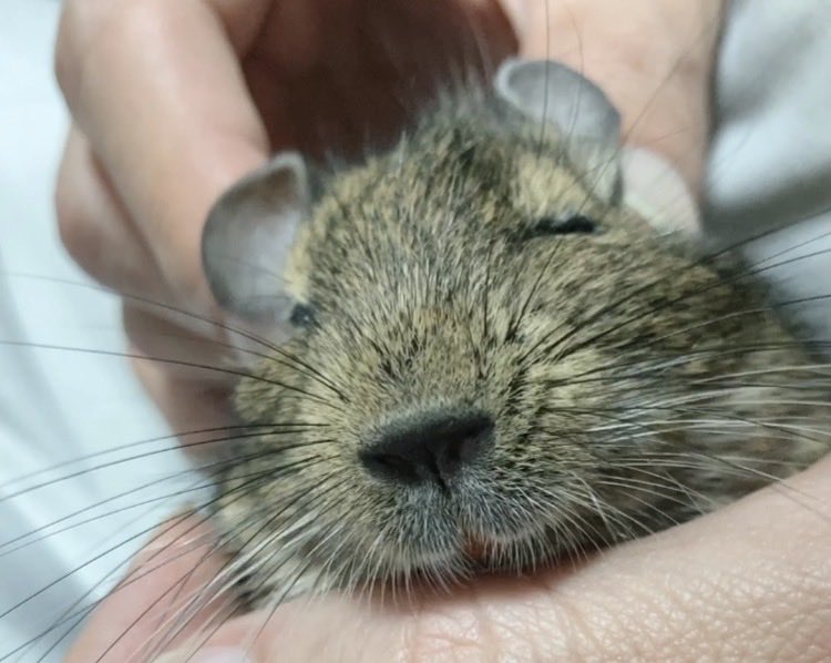 デグーのびび tweet media