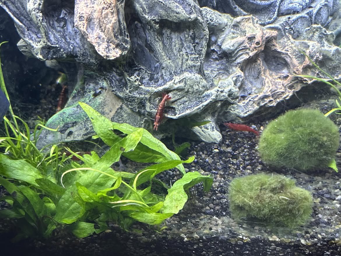 YashahimeLi's tweet photo. Today is the day… I have waited for a longer time to let algae grow within the tank and it paid off well 

I have some colored ones redish and whitish (I know o need to do research lol) https://t.co/IpsyBFJlCU