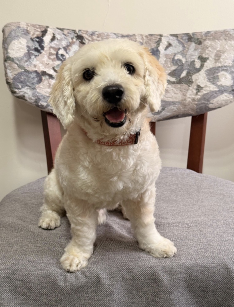 Alerta me perdi tweet media