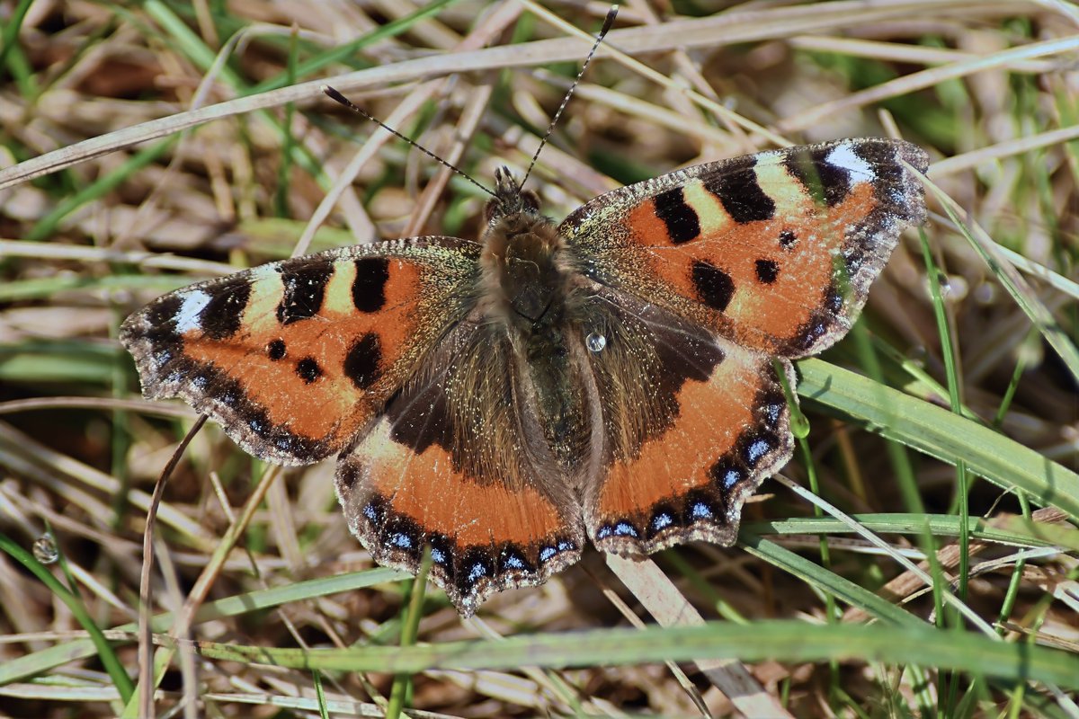 Phil Burnside tweet media