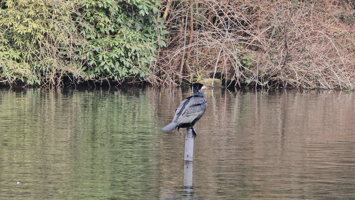 Eftelingfan tweet media