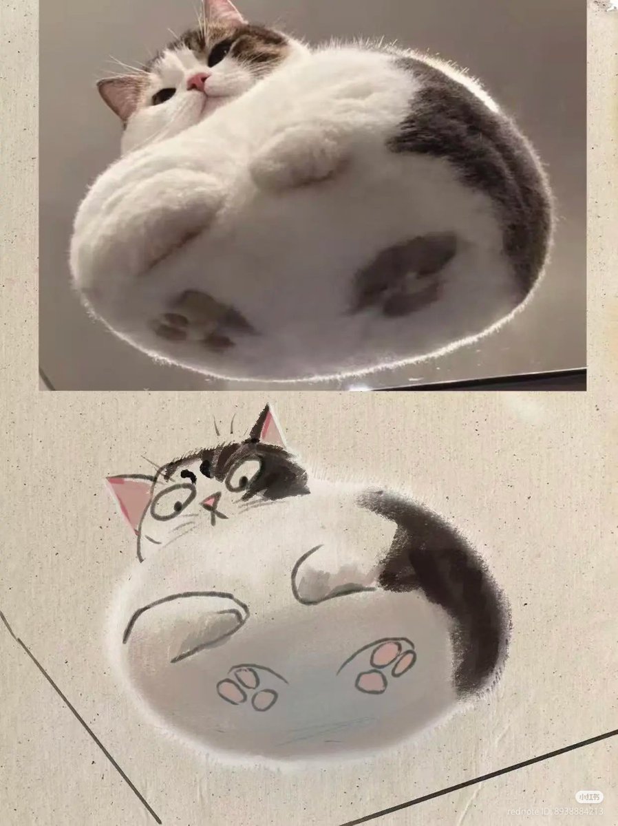 No Context Cats tweet media