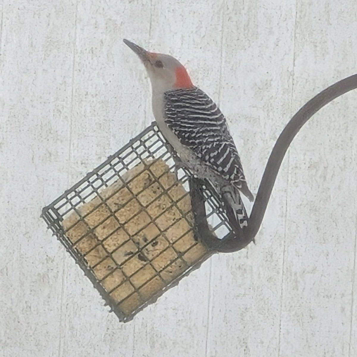 bobo denkirk tweet media