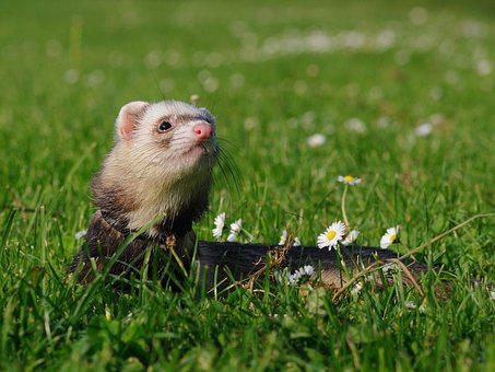 Ferret Every Hour tweet media